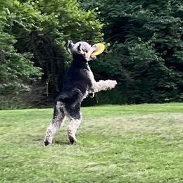 Poodles from Cats Creek Standard Poodles