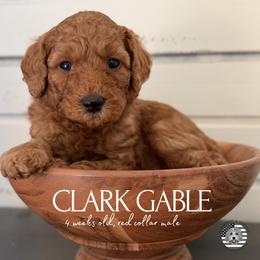 Clark Gable - Red  male Goldendoodle puppy in San Jose, California from Red White and Doodle