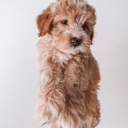 Blueberry Pie (Blue Collar) - Red  male Goldendoodle puppy in Beaverton, Oregon from Henry Elliots