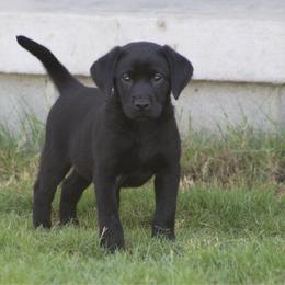 Boy 4 - Black male Labrador Retriever puppy in Four Oaks, North Carolina from TLC Retrievers