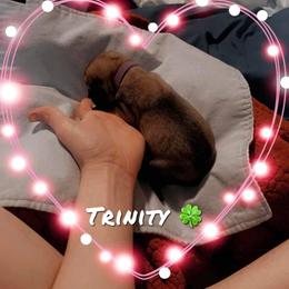 Girl 1 - Mastiff puppy in Walton, Nebraska from J & J Legacy Mastiffs