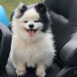 Pomeranians from Dana Carnes