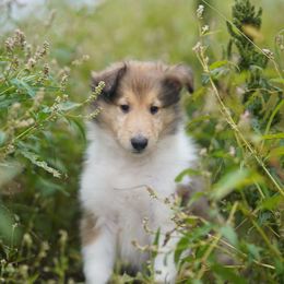 Balenciaga - Sable and white male Collie puppy in Huffville, Virginia from Blackberry Hills Cattle dogs and Collies