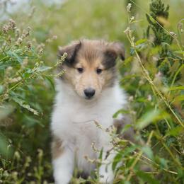 Balenciaga - Sable and white male Collie puppy in Huffville, Virginia from Blackberry Hills Cattle dogs and Collies