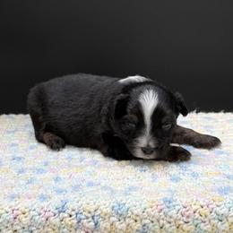 Motown - Black tri male Miniature Australian Shepherd puppy in Covington, Pennsylvania from Rigas Mini Aussies LLC