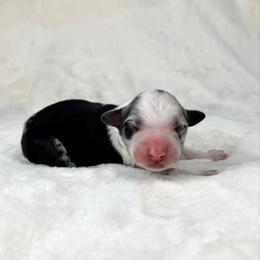 Clara - Blue merle female Miniature Australian Shepherd puppy in Bedias, Texas from JSK Aussie and Cavaliers