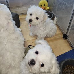 Maltese Puppies from Emotional Amor Support