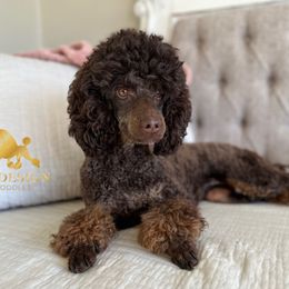 Cavalier King Charles Spaniels and Cavapoos from By Design Doodles