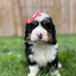 Princess Peach - Tri-color female Bernedoodle puppy in Casper, Wyoming from 307 Doodles