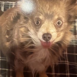 Lavender - Chihuahua