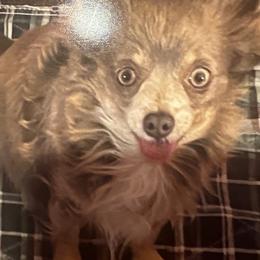 Lavender - Chihuahua
