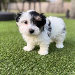 Winston - Chocolate, tan and white male Yorkshire Terrier puppy in Jacksonville, Florida from Yorktown Yorkies