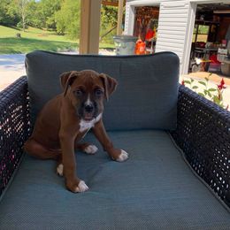 Boxer Puppies from BellRidge Boxers