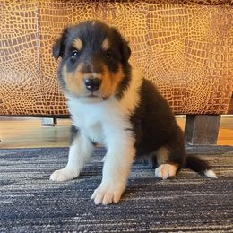 Blue - Black white and tan male Collie puppy in Edgar, Wisconsin from Pond View Collies