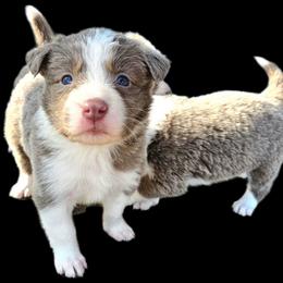 Violet - Lilac female Border Collie puppy in Cedar Springs, Michigan from Lyncroft Border Collies