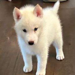 Avalanche - White male Siberian Husky puppy in Summerville, South Carolina from Carolina Husky Lodge