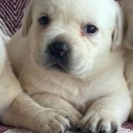 Girl 2 - Yellow female Labrador Retriever puppy in Jamestown, Ohio from Heartlands Quality Labrador Retrievers
