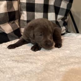 Light Purple - Charcoal female Dilute Retriever puppy in Marion, Illinois from Summer Lovin’ Labradors of Southern Illinois