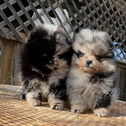 Pomeranian Puppies from Divine Poms