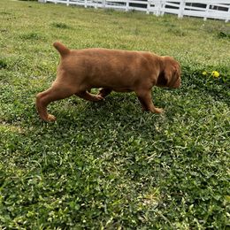 Vizsla Puppies from Mickle Farm Vizslas