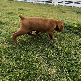 Vizsla Puppies from Mickle Farm Vizslas