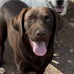 Lady - Labrador Retriever