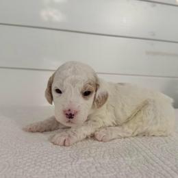 Aspen - Parti male Goldendoodle puppy in Stanford, Kentucky from Holloway Goldendoodles