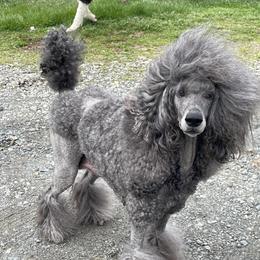Touché - Poodle