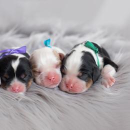 Brittany and Cavalier King Charles Spaniel Puppies from Katy Cavaliers & Barefoot Days Brittanys
