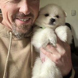 American Eskimo Dog Puppies from Little Bear Kennels