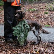 Berda - Small Munsterlander Pointer