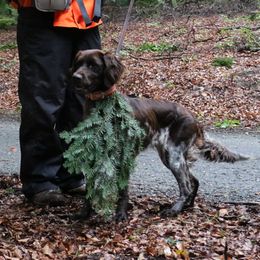Berda - Small Munsterlander Pointer