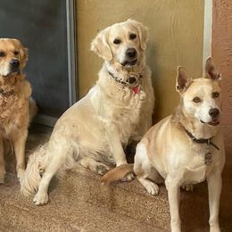 Golden Retrievers from Gilded Golden Retrievers