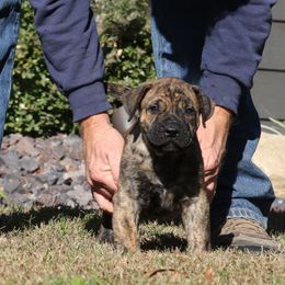 Red Collar - Tiger male Perro de Presa Canario puppy in Pocahontas, Illinois from Cabeza Grande Kennel
