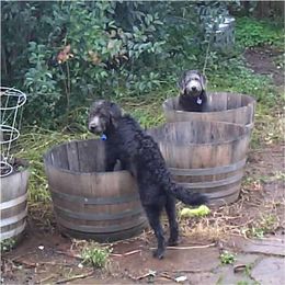 Australian Labradoodle Puppies from Gabby Jack Ranch