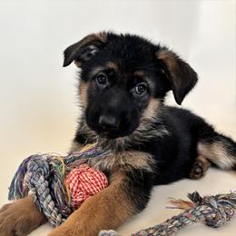 German Shepherd Puppies from Sonnenfeld Shepherds
