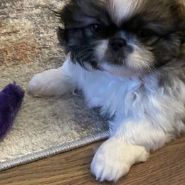 Pekingese Puppies from Della Serra Pekingese