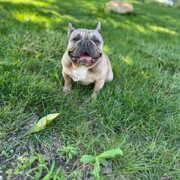 Chubbs - French Bulldog