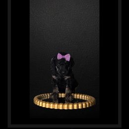 Yzma - Phantom Poodle puppy in Maryville, Missouri from Paw Print Poodles