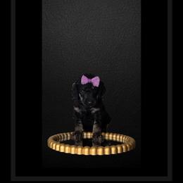 Yzma - Phantom Poodle puppy in Maryville, Missouri from Paw Print Poodles