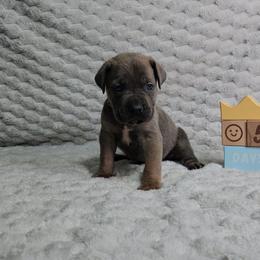 Lime green - Gray and fawn male Cane Corso puppy in Fritch, Texas from Carrie Brown's Cane Corsos