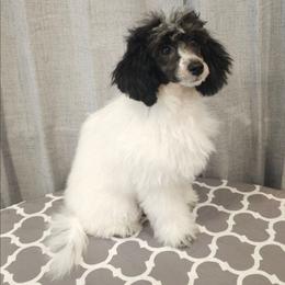 Matcha - Parti male Poodle puppy in Puyallup, Washington from Pure Parti Poodles