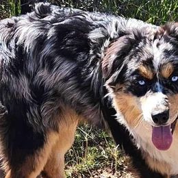 Australian Shepherds and Miniature Australian Shepherds from Heaven Sent Aussies