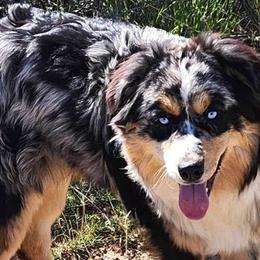 Australian Shepherds and Miniature Australian Shepherds from Heaven Sent Aussies