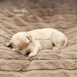 Georgia - Apricot female Australian Labradoodle puppy in Hurricane, Utah from Red Desert Doodles