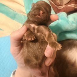 Milk Choco AKA Goose - Liver male Shih Tzu puppy in Ocean Springs, Mississippi from Wood Foo Breeders