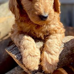 Goldendoodle Puppies from The Doodle Grove