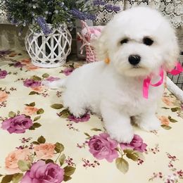 Bichon Frise and German Shepherd Puppies from Top Shepherd & French bulldog kennel