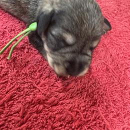 Vince - Salt and pepper male Miniature Schnauzer puppy in Comanche, Texas from Circle R Sidney
