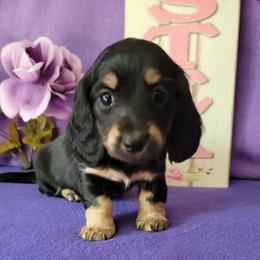 Puppy 2 G Blk n cream - Black and cream female Dachshund puppy in Klamath Falls, Oregon from Luvindoxys4u